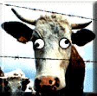 �ialen� krava